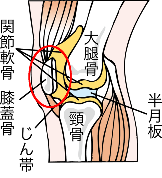 ひざの側面図